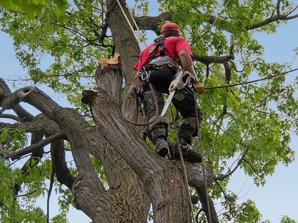 Élagage des Arbres