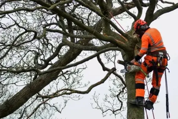 Élagage des Arbres