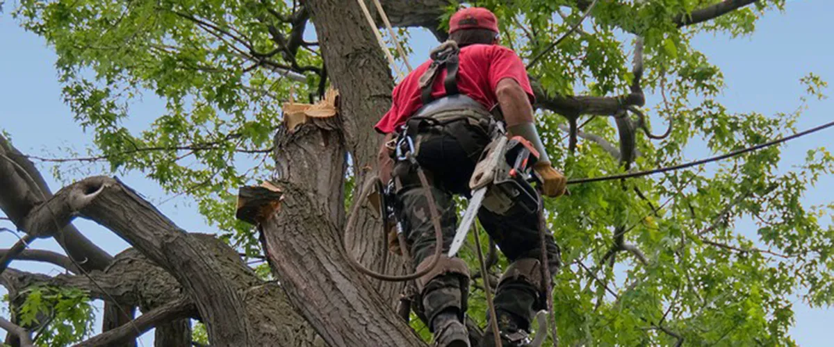 Élagage des Arbres