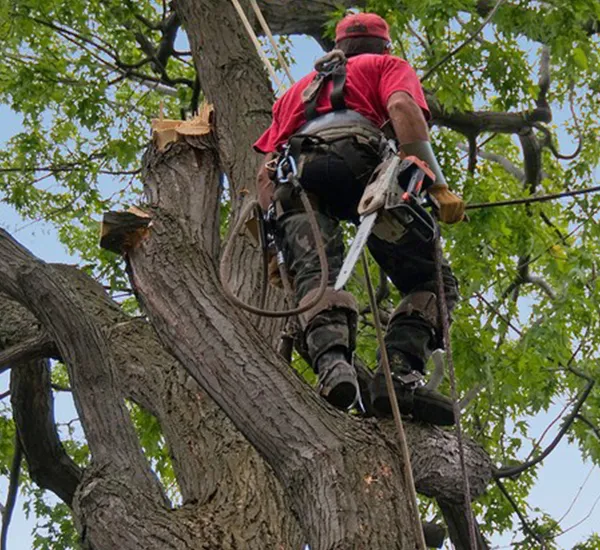 Élagage des Arbres